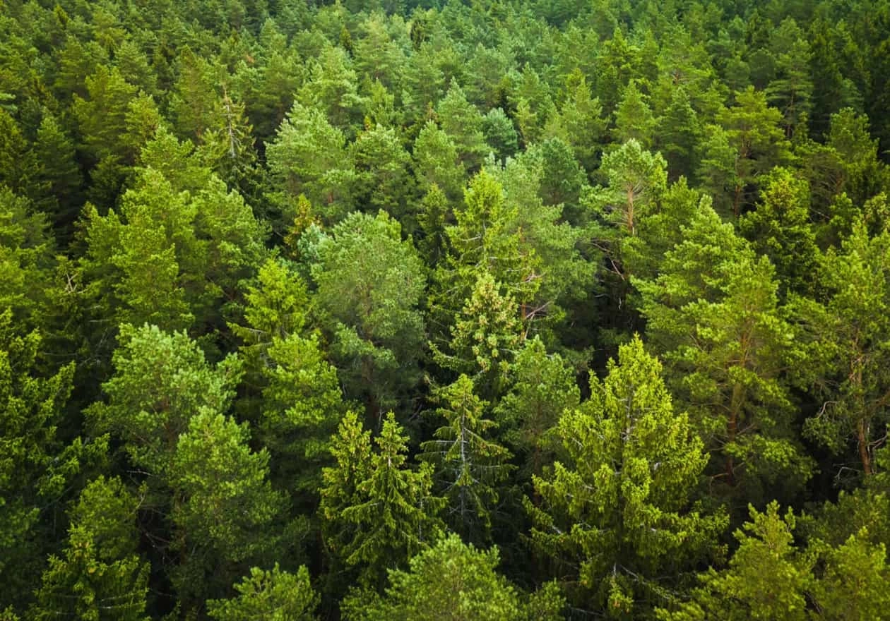 Forest Image